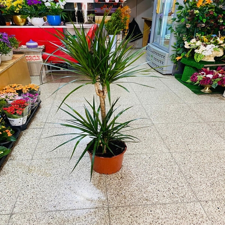Saksı Çiçeği Marginata 2'li